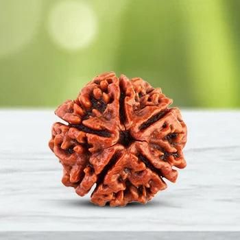 natural rudraksha beads jaap mala traditional design